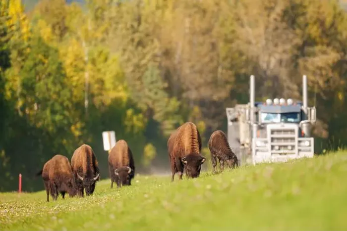 Framed Print : Wood Bison Herd Grazing Near Roadside in Scenic Grassland Landsc Framed Print : Wood Bison Herd Grazing Near Roadside in Scenic Grassland Landsc