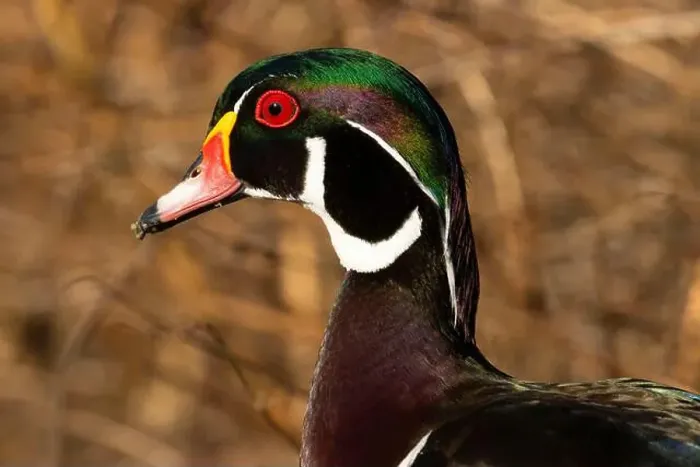 Framed Print : Wood duck (Aix sponsa), George C Reifel Migratory Bird Sanctuary, British Columbia, Canada Framed Print : Wood duck (Aix sponsa), George C Reifel Migratory Bird Sanctuary, British Columbia, Canada