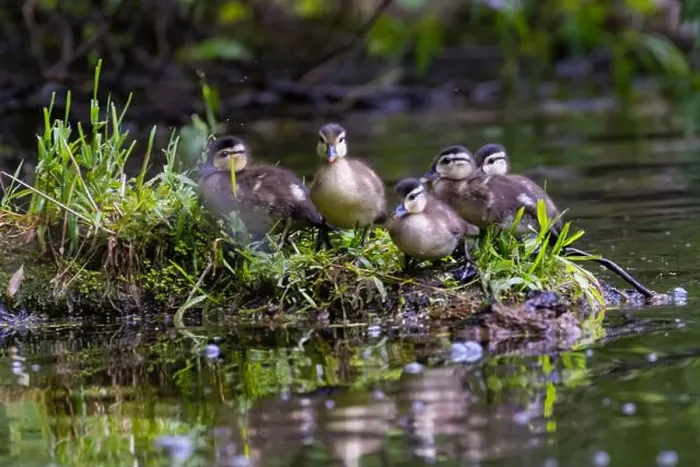 Framed Print : wood duck or Carolina duck (Aix sponsa) with babies Framed Print : wood duck or Carolina duck (Aix sponsa) with babies