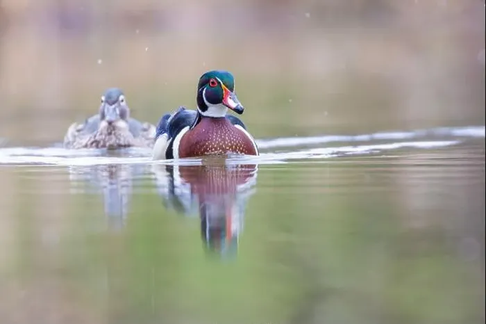 Framed Print : Wood ducks in snowy spring day Framed Print : Wood ducks in snowy spring day