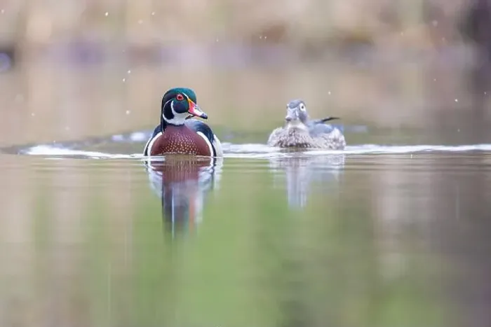 Framed Print : Wood ducks in snowy spring day