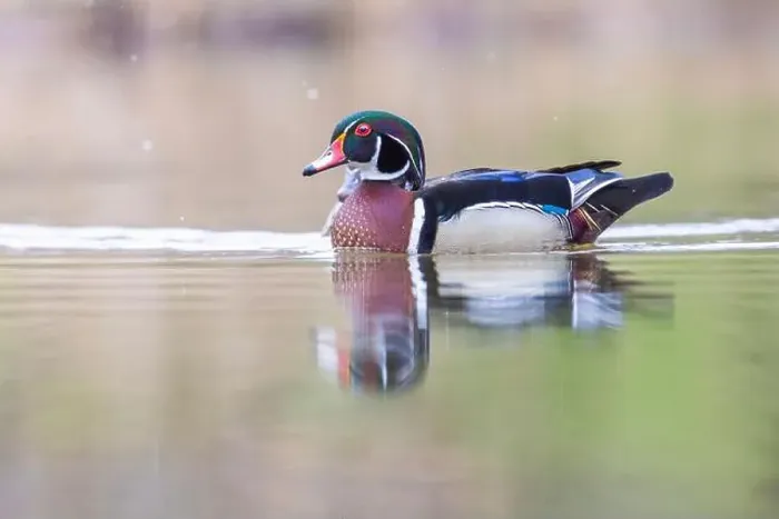 Framed Print : Wood ducks in snowy spring day Framed Print : Wood ducks in snowy spring day