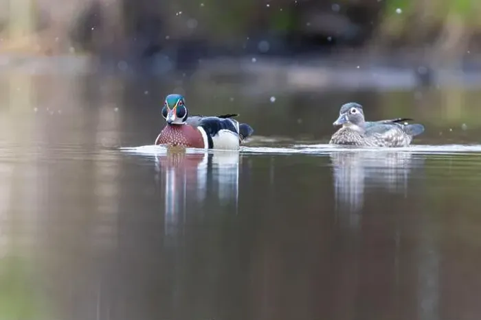 Framed Print : Wood ducks in snowy spring day Framed Print : Wood ducks in snowy spring day