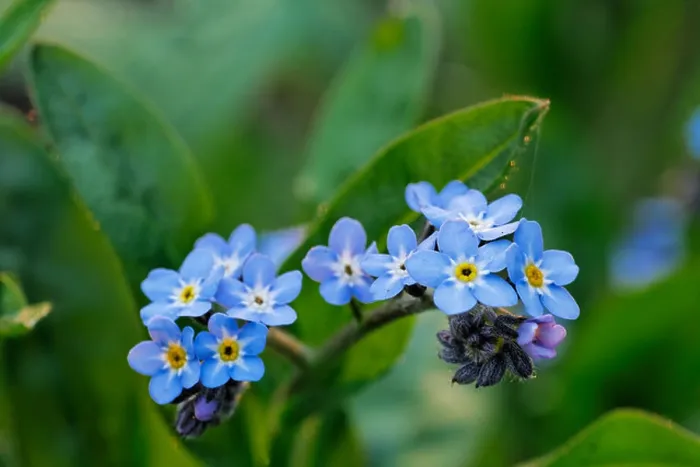 Framed Print : Wood forget-me-not (Myosotis sylvatica) in flower in forest in spring Framed Print : Wood forget-me-not (Myosotis sylvatica) in flower in forest in spring