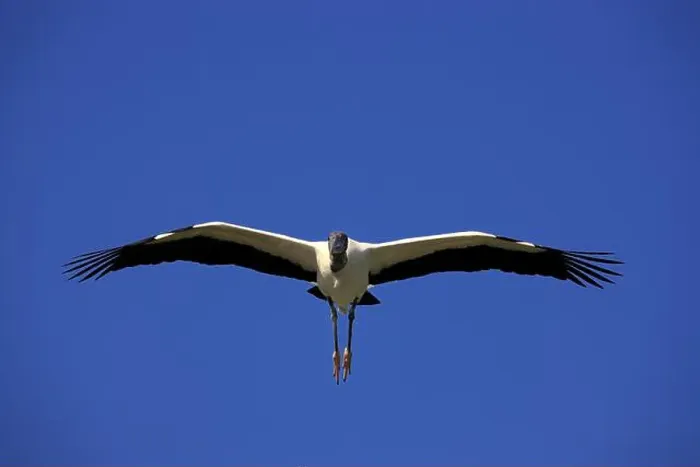 Framed Print : Wood stork (Mycteria americana), adult, flying, Florida, USA, North America Framed Print : Wood stork (Mycteria americana), adult, flying, Florida, USA, North America