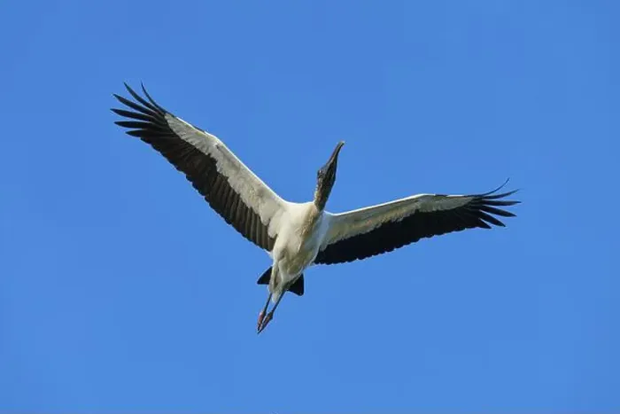 Framed Print : Wood Stork (Mycteria americana) Framed Print : Wood Stork (Mycteria americana)