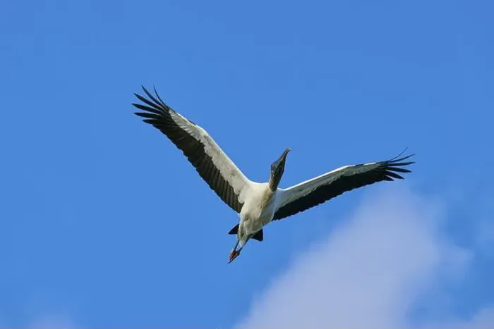 Framed Print : Wood Stork (Mycteria americana) Framed Print : Wood Stork (Mycteria americana)
