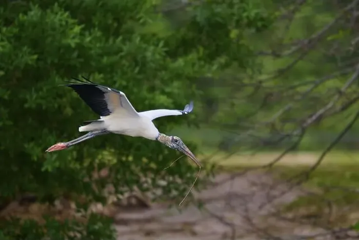 Framed Print : Wood Stork (Mycteria americana)