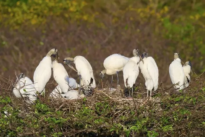 Framed Print : Wood stork (Mycteria americana), group on nest tree, Wakodahatchee Wetlands, Delray Beach, Florida, USA, North America Framed Print : Wood stork (Mycteria americana), group on nest tree, Wakodahatchee Wetlands, Delray Beach, Florida, USA, North America