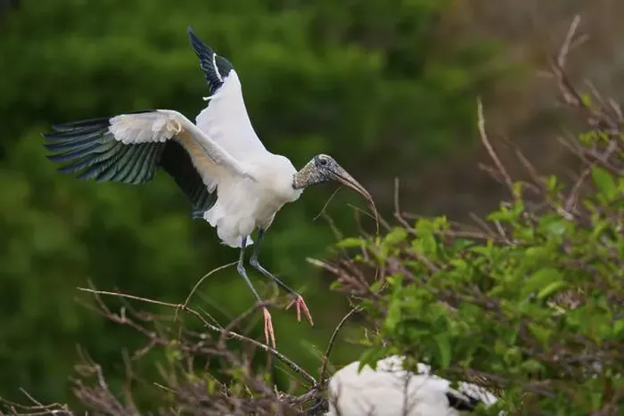 Framed Print : Wood Stork (Mycteria americana) Framed Print : Wood Stork (Mycteria americana)