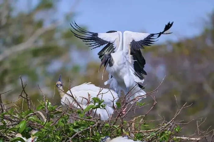 Framed Print : Wood Stork (Mycteria americana) Framed Print : Wood Stork (Mycteria americana)