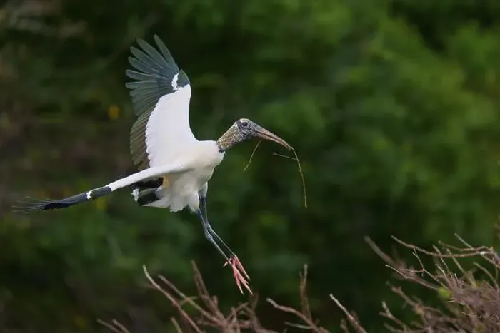 Framed Print : Wood Stork (Mycteria americana) Framed Print : Wood Stork (Mycteria americana)