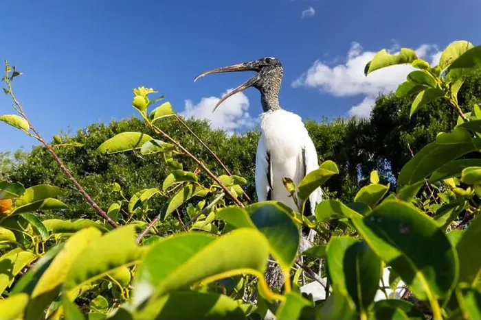 Framed Print : Wood stork (Mycteria americana) - Wakodahatchee Wetlands, Delray Beach, Florida, USA Framed Print : Wood stork (Mycteria americana) - Wakodahatchee Wetlands, Delray Beach, Florida, USA