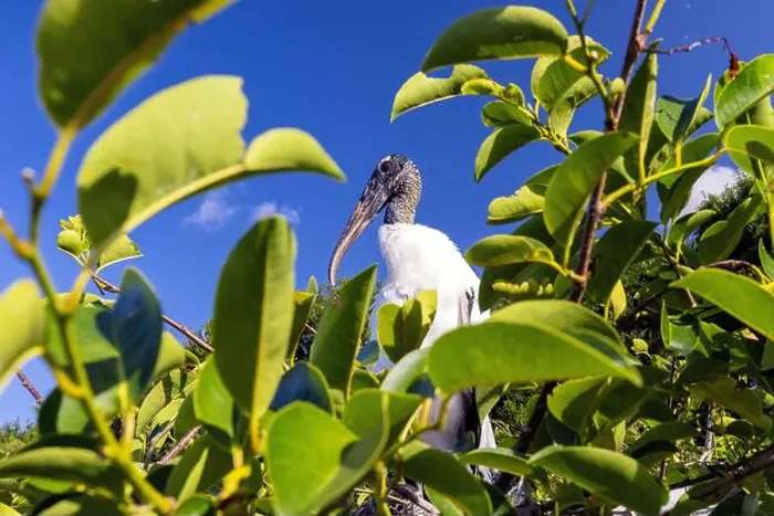 Framed Print : Wood stork (Mycteria americana) - Wakodahatchee Wetlands, Delray Beach, Florida, USA Framed Print : Wood stork (Mycteria americana) - Wakodahatchee Wetlands, Delray Beach, Florida, USA