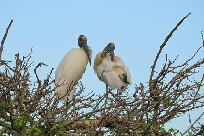 Framed Print : Two wood storks (Mycteria americana) Framed Print : Two wood storks (Mycteria americana)