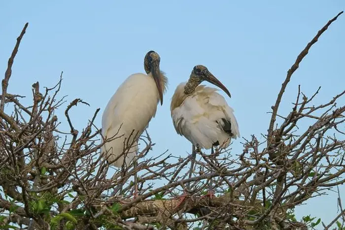 Framed Print : Two wood storks (Mycteria americana) Framed Print : Two wood storks (Mycteria americana)
