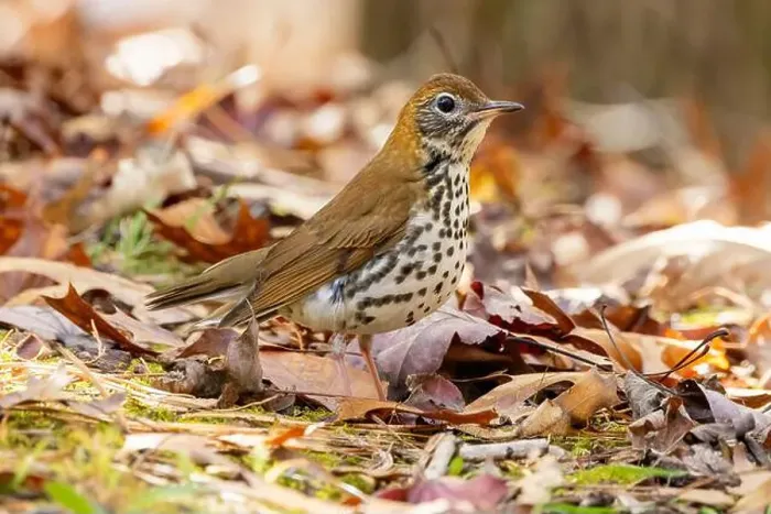 Framed Print : Wood thrush (Hylocichla mustelina) - Brevard, North Carolina, USA Framed Print : Wood thrush (Hylocichla mustelina) - Brevard, North Carolina, USA