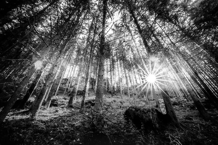 Framed Print : Wooded forest trees backlit by golden sunlight before sunset with sun rays pouring through trees on forest floor illuminating tree branches, nature Framed Print : Wooded forest trees backlit by golden sunlight before sunset with sun rays pouring through trees on forest floor illuminating tree branches, nature