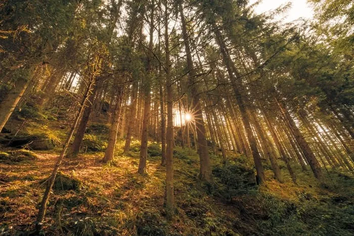 Framed Print : Wooded forest trees backlit by golden sunlight before sunset with sun rays pouring through trees on forest floor illuminating tree branches, nature Framed Print : Wooded forest trees backlit by golden sunlight before sunset with sun rays pouring through trees on forest floor illuminating tree branches, nature