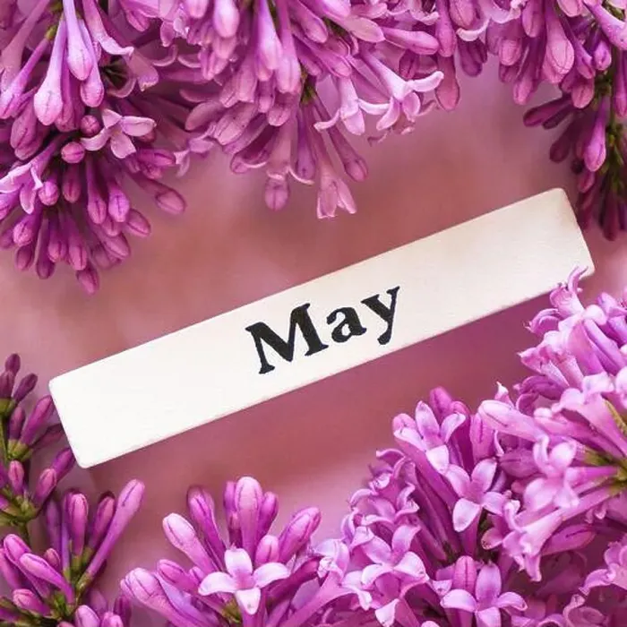 Framed Print : Wooden calendar spring month of May and flowers of lilac on pink background Framed Print : Wooden calendar spring month of May and flowers of lilac on pink background
