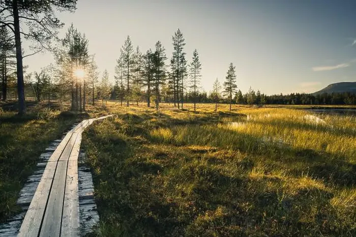 Framed Print : A wooden path meanders through vibrant green grass and tall trees by the lake as the sun sets in Sweden Framed Print : A wooden path meanders through vibrant green grass and tall trees by the lake as the sun sets in Sweden