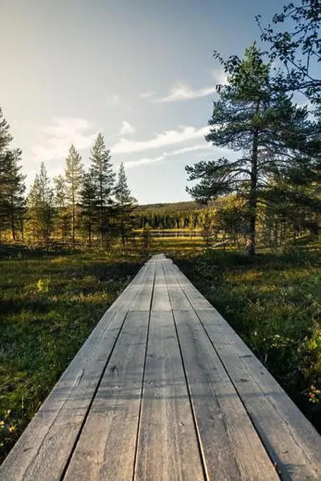Framed Print : Wooden path stretches through a forest leading to a lake Framed Print : Wooden path stretches through a forest leading to a lake