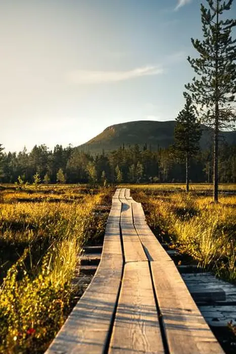 Framed Print : A wooden walkway meanders through the serene marsh forest at golden hour Framed Print : A wooden walkway meanders through the serene marsh forest at golden hour