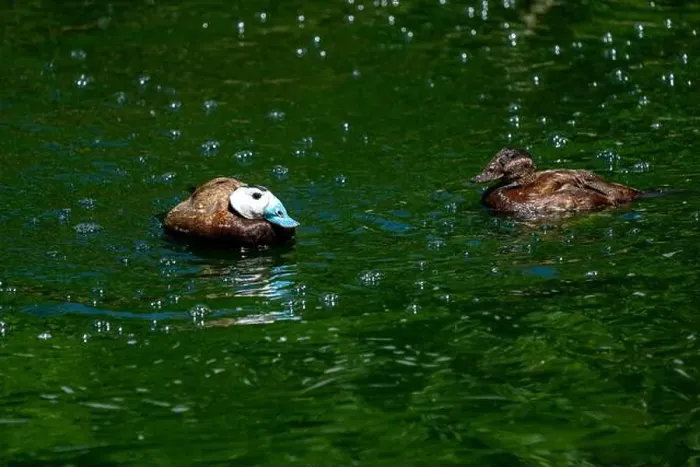 Framed Print : Woodland Park Zoo, Seattle, WA. Male and female White-headed Ducks (Oxyura leucocephala) swimming