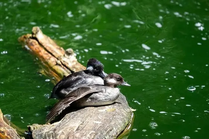 Framed Print : Woodland Park Zoo, Seattle, WA. Two bufflehead ducks sitting on a log Framed Print : Woodland Park Zoo, Seattle, WA. Two bufflehead ducks sitting on a log