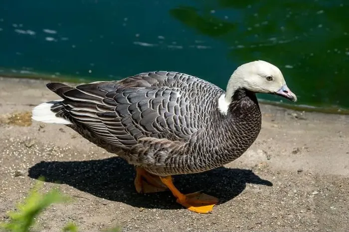 Framed Print : Woodland Park Zoo, Seattle, WA. Emperor Goose