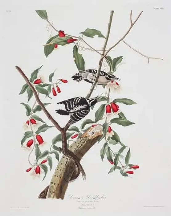 Framed Print : Woodpecker. Bird illustration from Birds of America by John James Audubon- 1860 Framed Print : Woodpecker. Bird illustration from Birds of America by John James Audubon- 1860