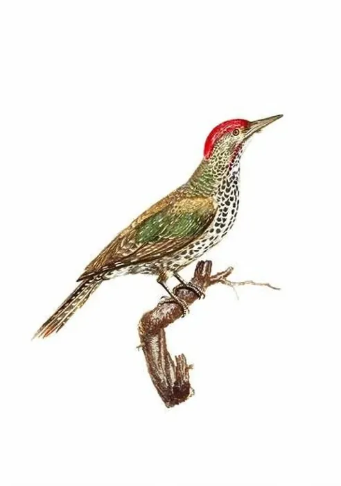 Framed Print : Woodpecker. Vintage inspired bird art. Digital Watercolor painting on a soft textured white background Framed Print : Woodpecker. Vintage inspired bird art. Digital Watercolor painting on a soft textured white background
