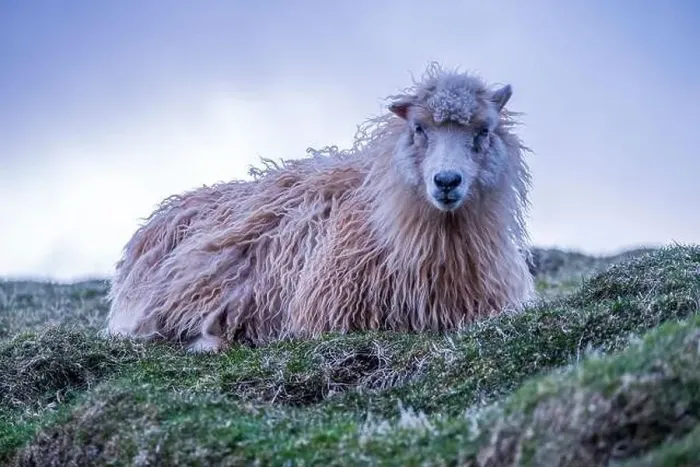 Framed Print : A woolly sheep resting on a blanket of green.2 Framed Print : A woolly sheep resting on a blanket of green.2