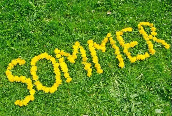 Framed Print : The word summer (in German caption ‘Sommer') written with yellow dandelion flowers on green meadow Framed Print : The word summer (in German caption ‘Sommer') written with yellow dandelion flowers on green meadow
