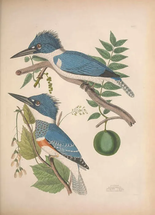 Framed Print : This work presents the illustrations of American birds by Alexander Wilson and Charles Lucian Bonaparte Framed Print : This work presents the illustrations of American birds by Alexander Wilson and Charles Lucian Bonaparte