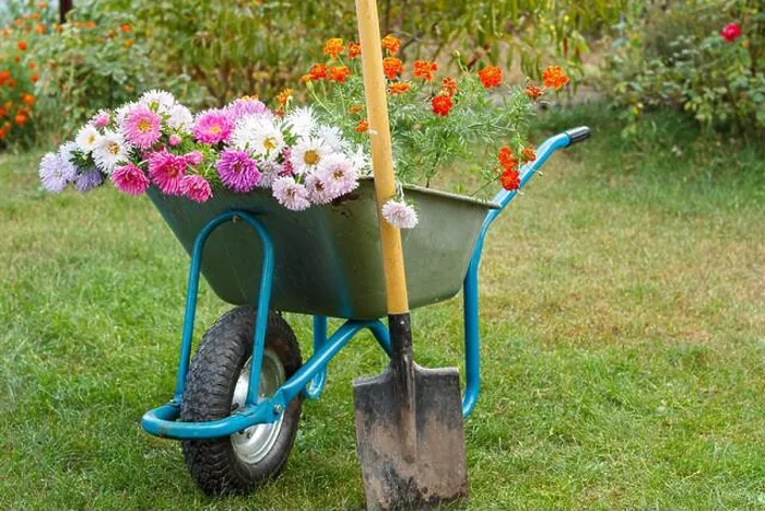 Framed Print : After work in the summer garden. Wheelbarrow with cutted out flowers and a spade on green grass Framed Print : After work in the summer garden. Wheelbarrow with cutted out flowers and a spade on green grass