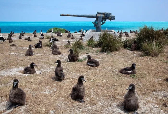 Framed Print : World War II 3 anti-aircraft gun of naval air station on Midway Atoll from 1942 - 1945 in Laysan Albatross nesting colony with juvenile birds Framed Print : World War II 3 anti-aircraft gun of naval air station on Midway Atoll from 1942 - 1945 in Laysan Albatross nesting colony with juvenile birds