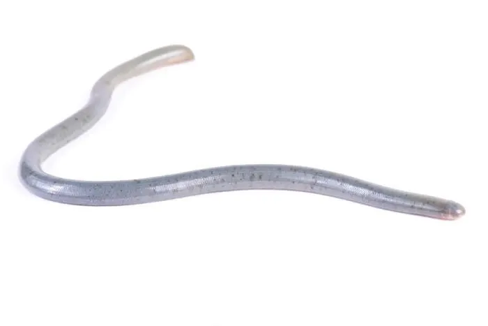 Framed Print : Worm snake, Afrotyphlops ssp Framed Print : Worm snake, Afrotyphlops ssp