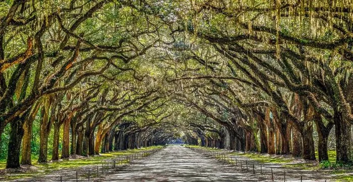 Framed Print : Wormsloe Plantation Framed Print : Wormsloe Plantation