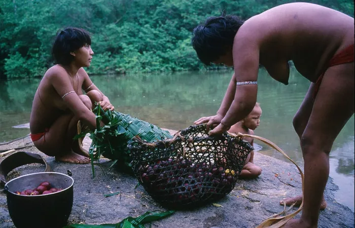 Framed Print : Yanomami Indians washing fruit in river, Roraima province, near Boa Vista, Brazil, Amazon Framed Print : Yanomami Indians washing fruit in river, Roraima province, near Boa Vista, Brazil, Amazon