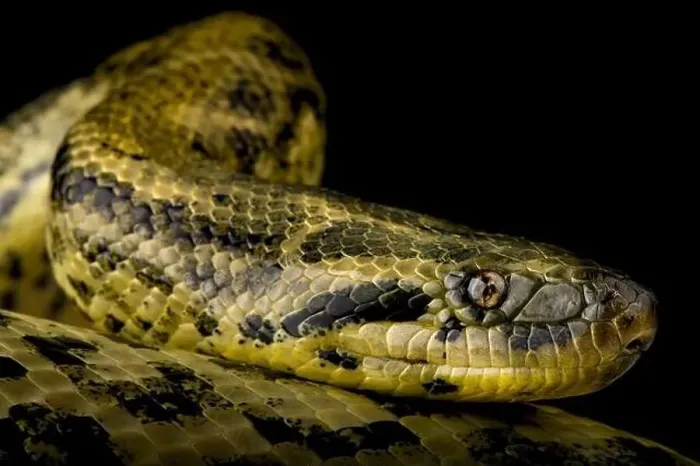 Framed Print : Yellow Anaconda (Eunectes notaeus) Framed Print : Yellow Anaconda (Eunectes notaeus)