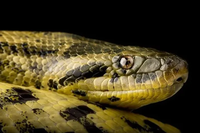 Framed Print : Yellow Anaconda (Eunectes notaeus) Framed Print : Yellow Anaconda (Eunectes notaeus)