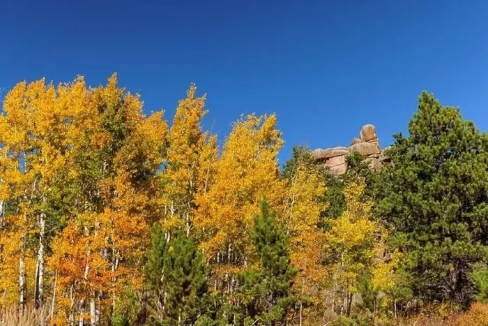 Framed Print : Yellow aspens on a fall day in Vedauwoo, Wyoming Framed Print : Yellow aspens on a fall day in Vedauwoo, Wyoming