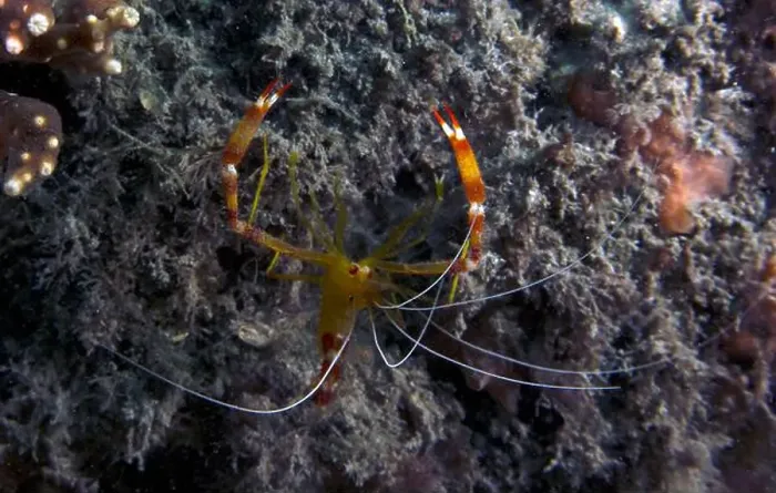 Framed Print : A Yellow Banded Coral Shrimp (Stenopus scutellatus) in Florida, USA Framed Print : A Yellow Banded Coral Shrimp (Stenopus scutellatus) in Florida, USA