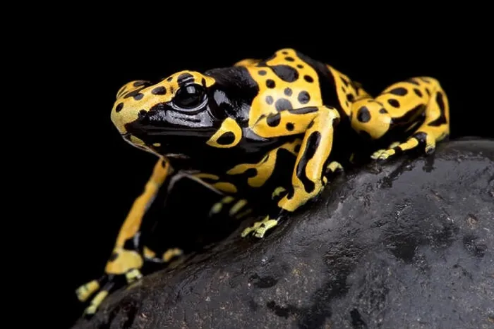 Framed Print : yellow-banded poison dart frog (Dendrobates leucomelas) Framed Print : yellow-banded poison dart frog (Dendrobates leucomelas)