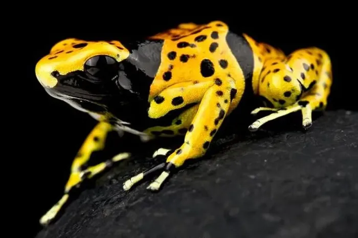 Framed Print : Yellow-banded poison dart frog (Dendrobates leucomelas) Framed Print : Yellow-banded poison dart frog (Dendrobates leucomelas)