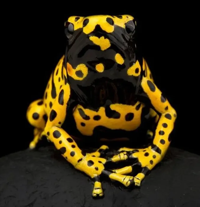 Framed Print : Yellow-banded poison dart frog (Dendrobates leucomelas) Framed Print : Yellow-banded poison dart frog (Dendrobates leucomelas)