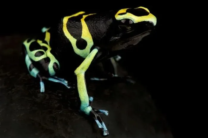 Framed Print : Yellow-banded poison frog (Dendrobates leucomelas) Framed Print : Yellow-banded poison frog (Dendrobates leucomelas)