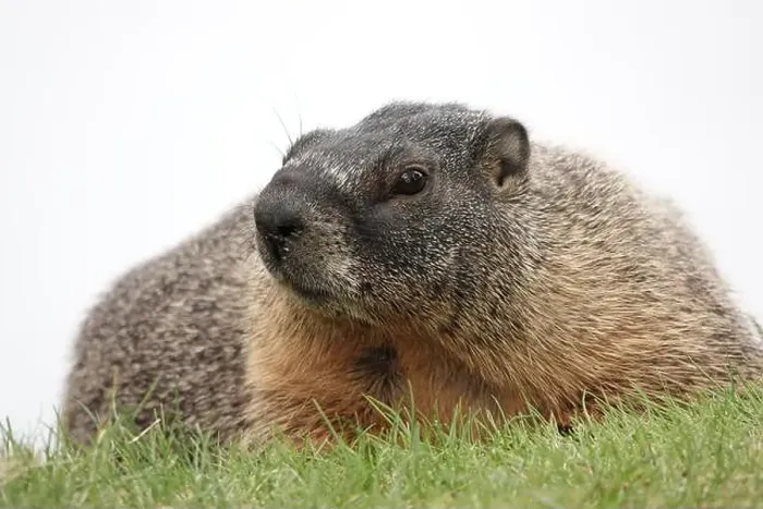 Framed Print : Yellow-bellied marmot (Marmota flaviventris), also known as rock chuck, in Washington state, USA Framed Print : Yellow-bellied marmot (Marmota flaviventris), also known as rock chuck, in Washington state, USA