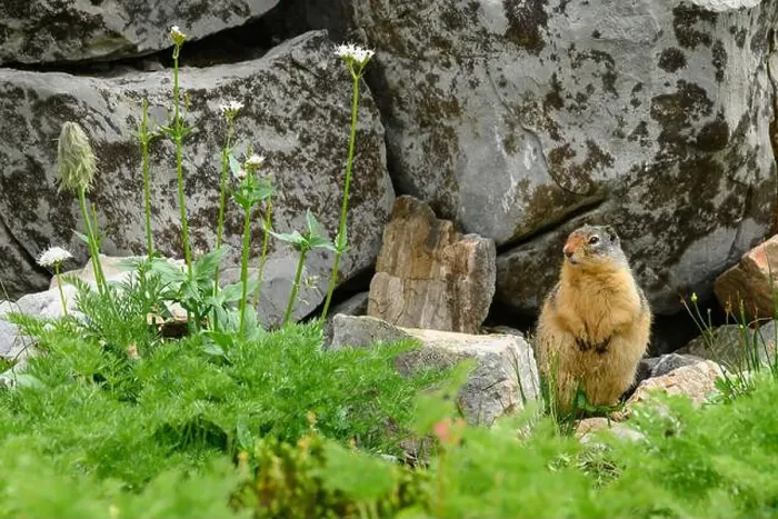Framed Print : Yellow-bellied marmot (Marmota flaviventris) in an alpine mountain meadow, Kananaskis Country, Alberta Framed Print : Yellow-bellied marmot (Marmota flaviventris) in an alpine mountain meadow, Kananaskis Country, Alberta